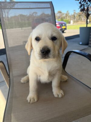 Labrador Australia -ANKC Pedigree (For Reservation)
