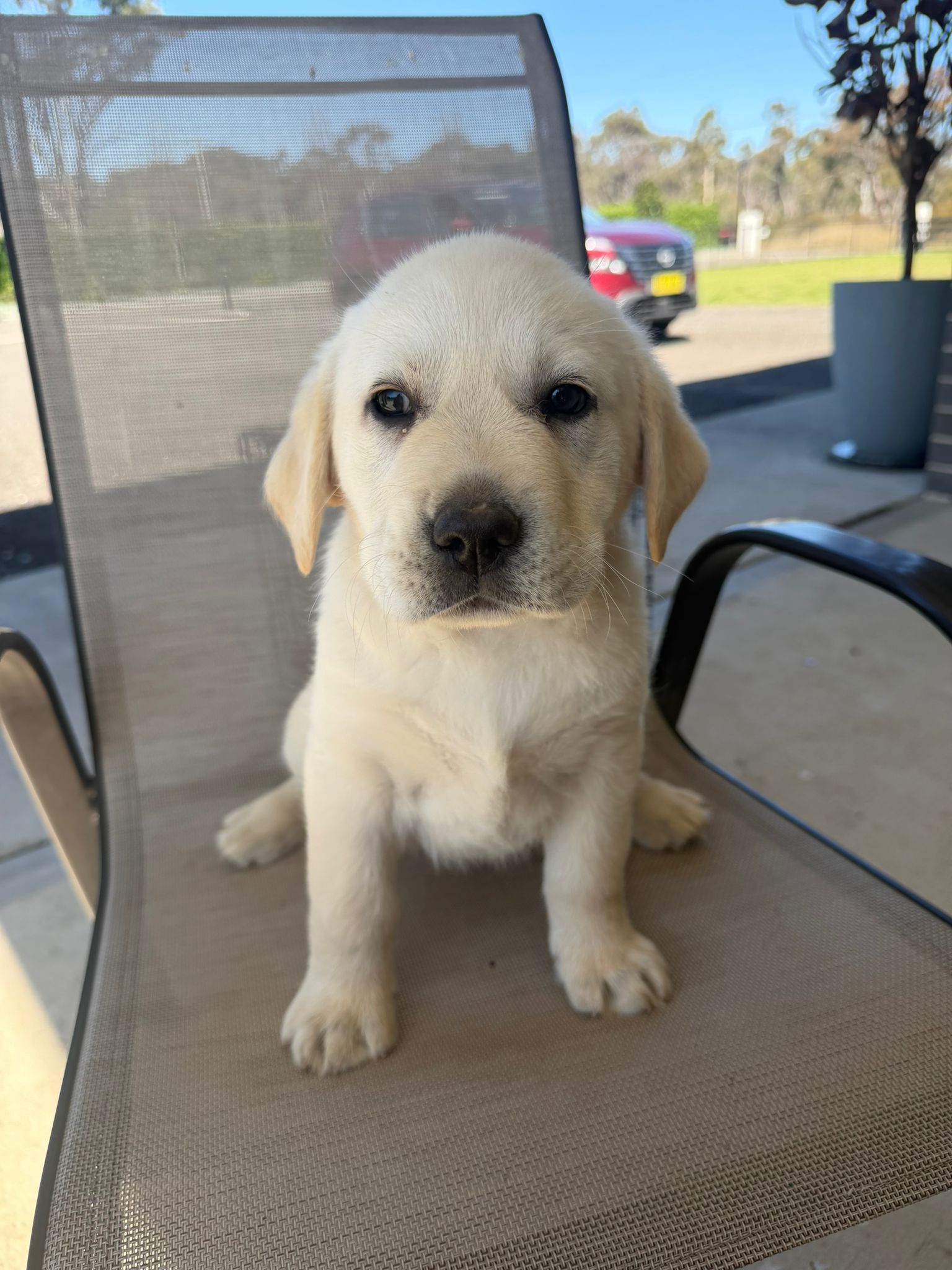 Labrador Australia -ANKC Pedigree (For Reservation)