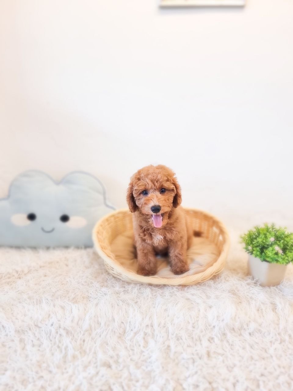 Mini Goldendoodle (view Fri, 7 Aug)