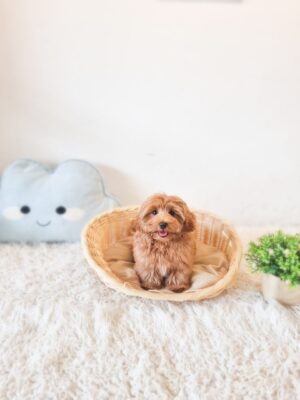 Toy Cavapoo (view Fri, 7 Aug)