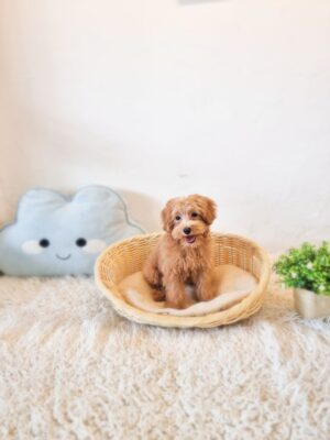 Toy Cavapoo  F