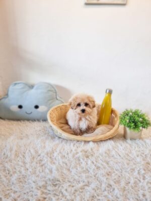 Tiny Maltipoo