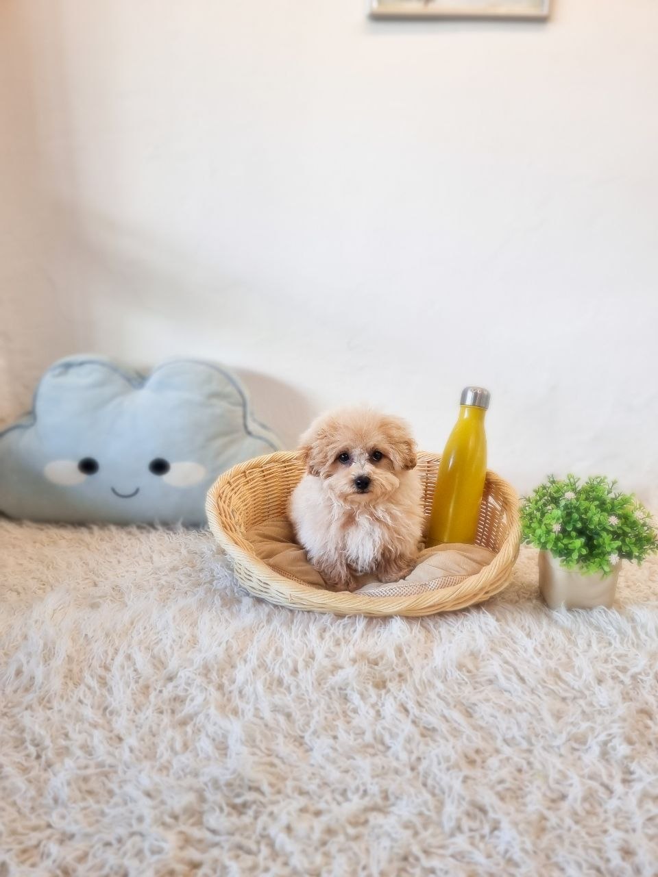 Tiny Maltipoo