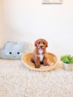 Toy Cavapoo