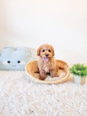 Mini Goldendoodle