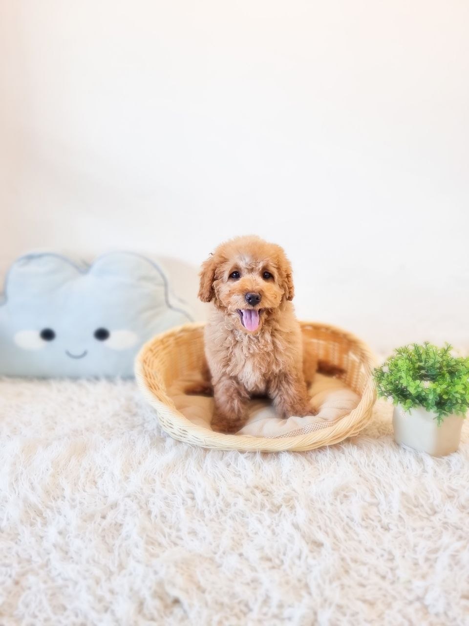 Mini Goldendoodle