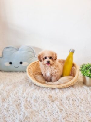 Tiny Maltipoo