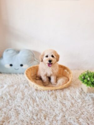 Mini Goldendoodle