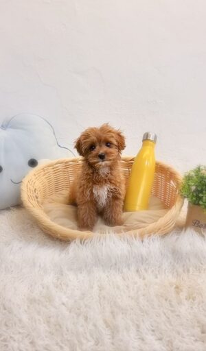 Toy Cavapoo