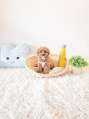 Tiny Cavapoo