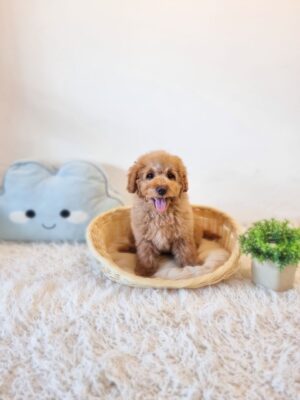 Mini Goldendoodle