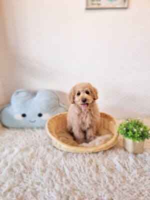 Mini Goldendoodle