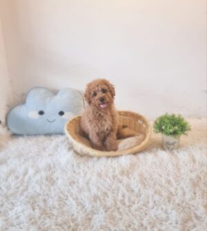Mini Goldendoodle