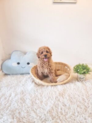Mini Goldendoodle