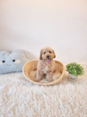 Mini Goldendoodle