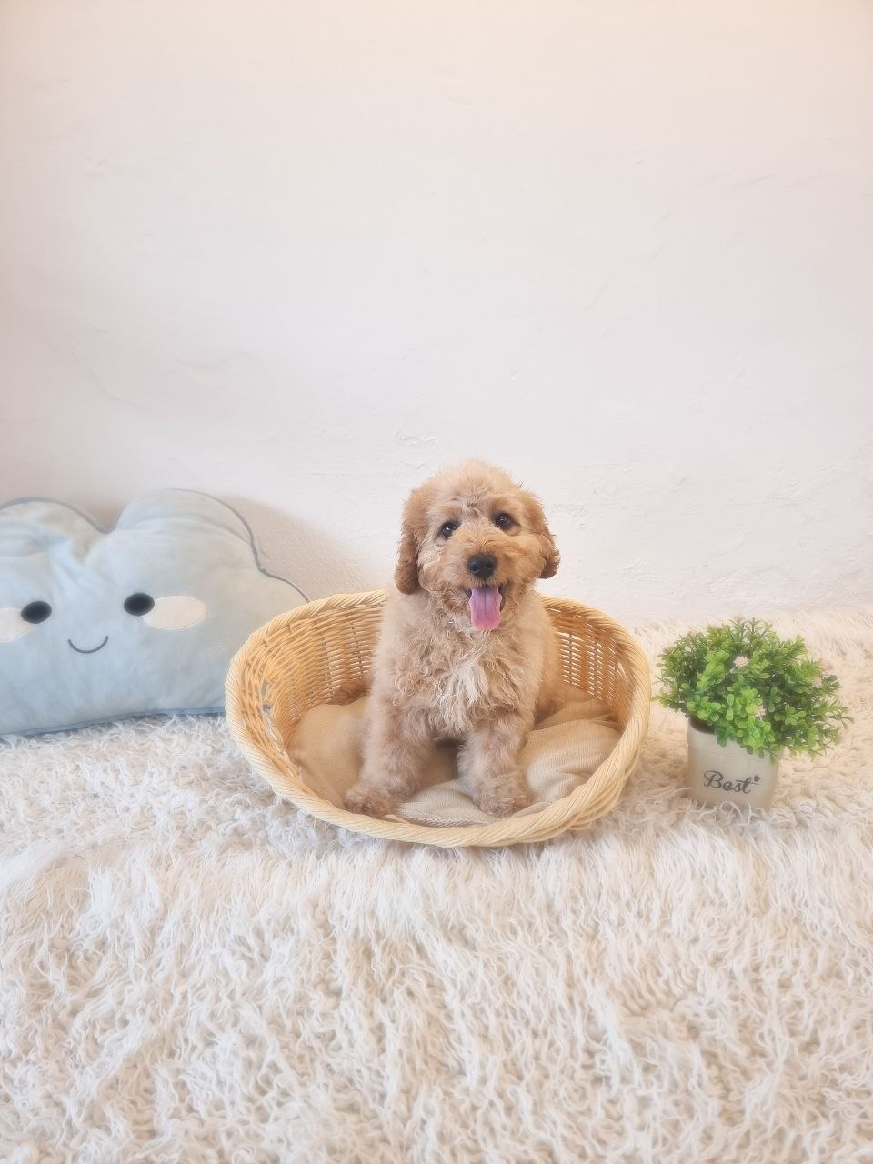 Mini Goldendoodle