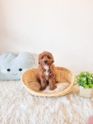 Toy Cavapoo