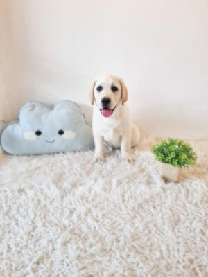 Labrador Australia (ANKC Pedigree)