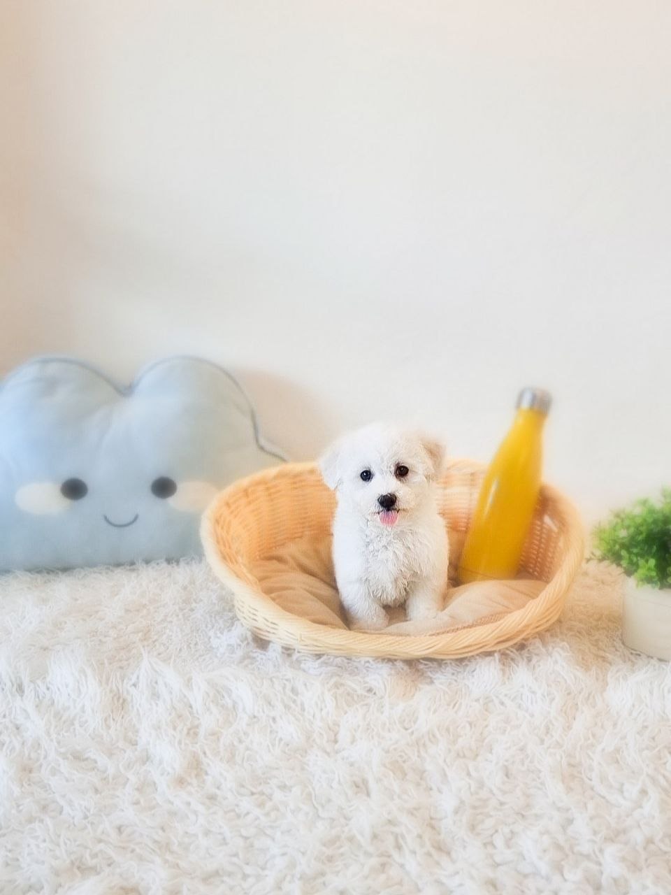 Bichon Frise