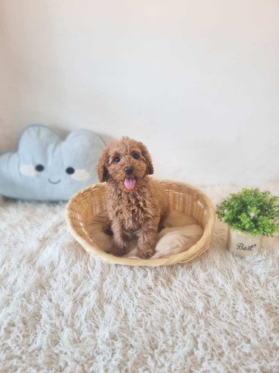 Mini Goldendoodle