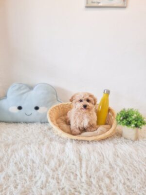Tiny Maltipoo