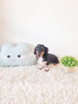 Long Hair Mini Dachshund Male