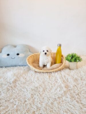 Bichon Frise
