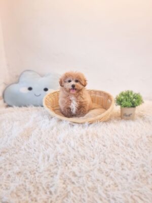 Tiny Maltipoo
