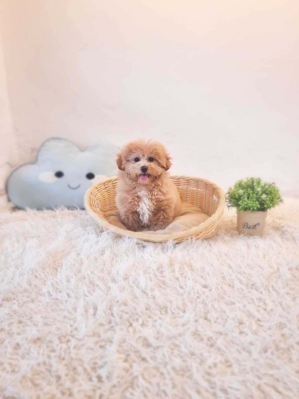 Tiny Maltipoo