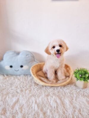 Cavachon Male