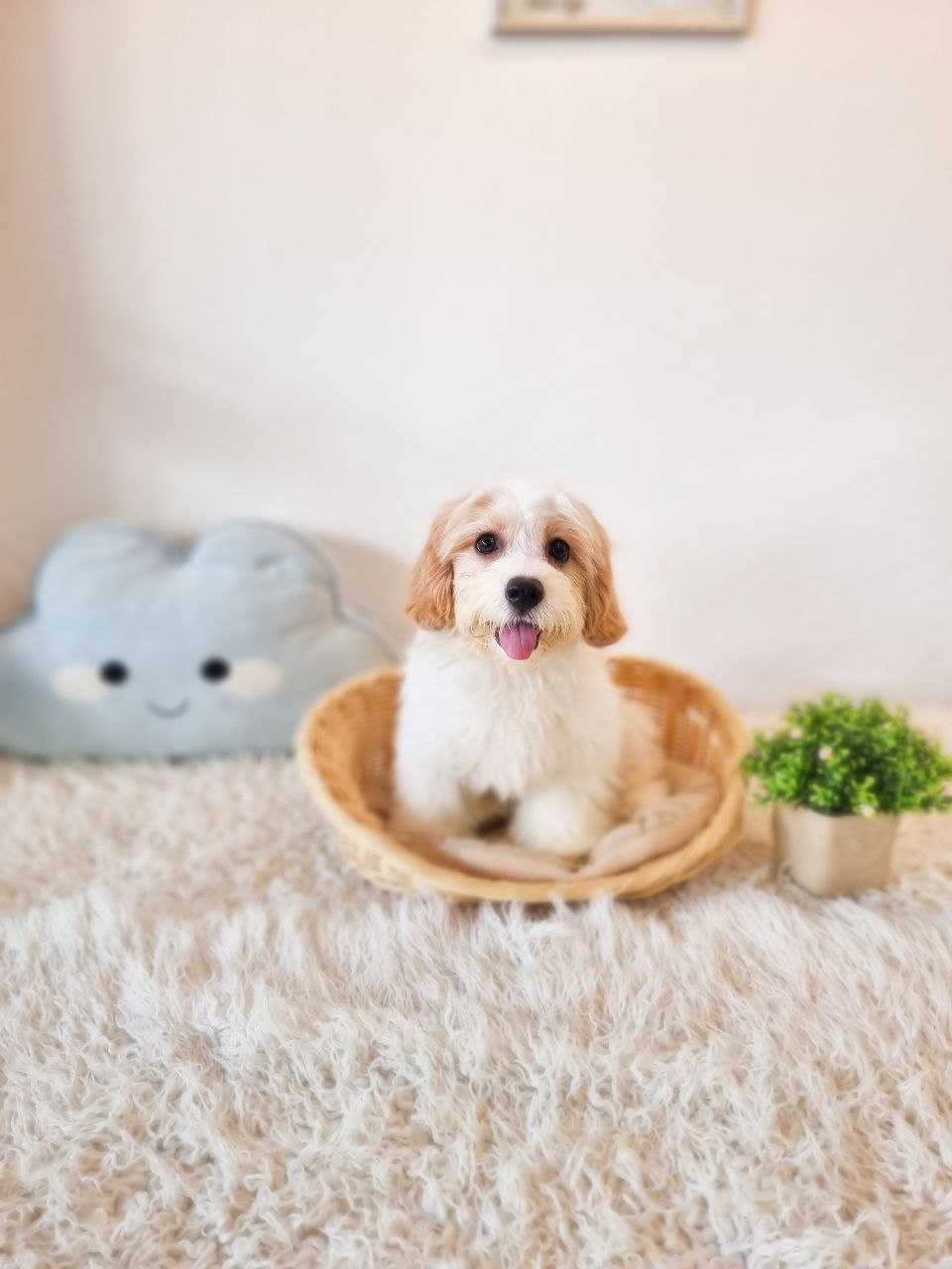 Cavachon - Image 2