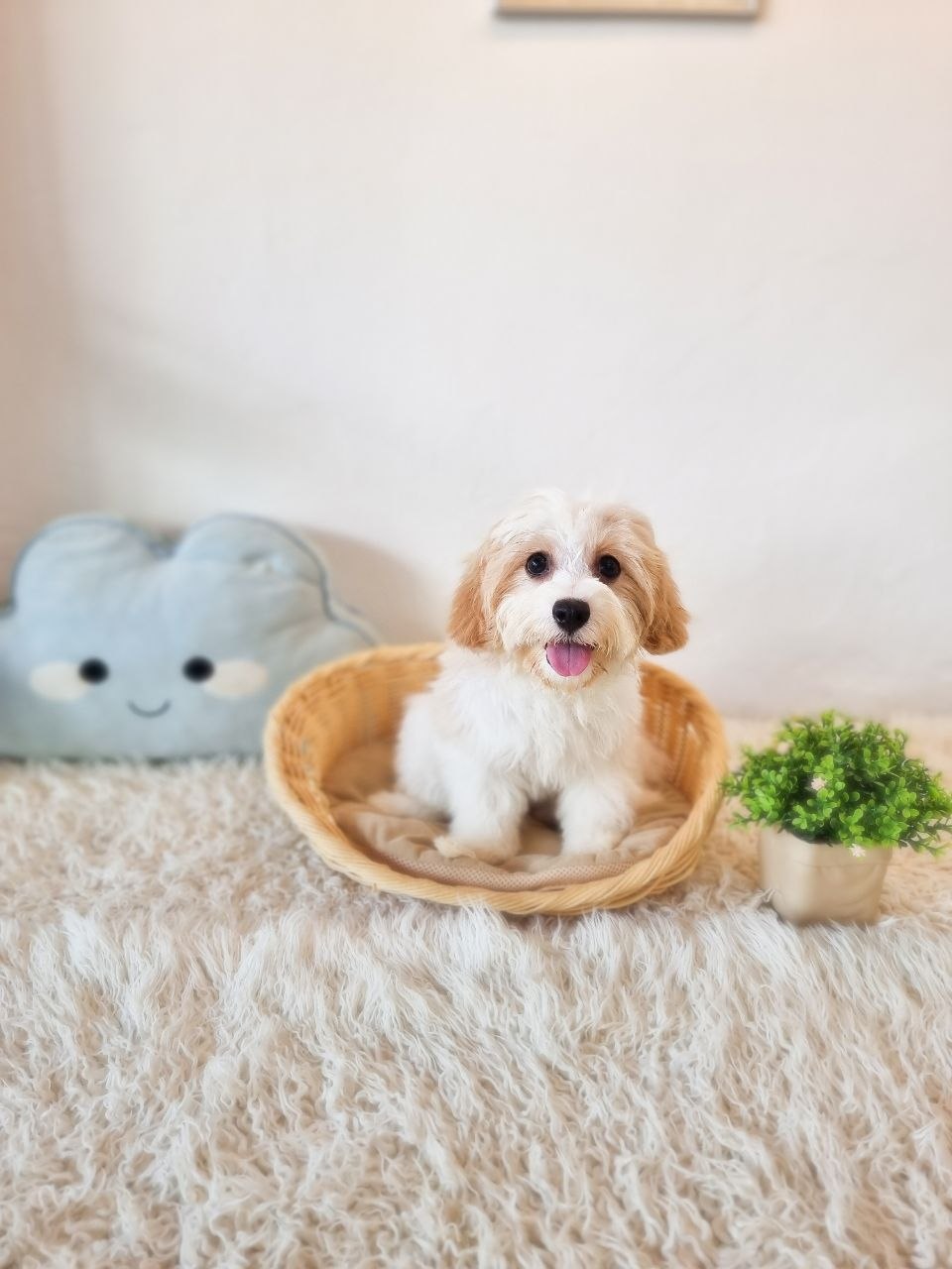 Cavachon