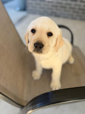 Labrador Australia -ANKC Pedigree