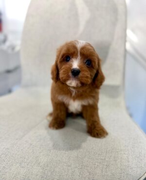Cavapoo (For Reservation)
