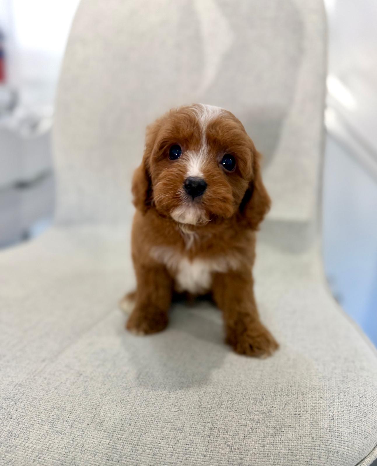Cavapoo (For Reservation)