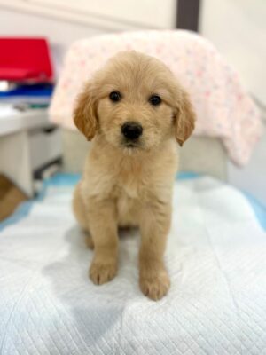 Golden Retriever Australia - For reservation