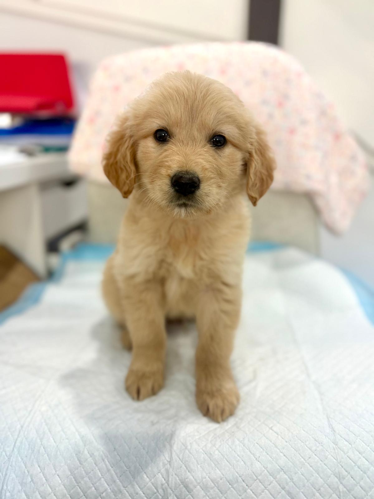 Golden Retriever Australia - For reservation