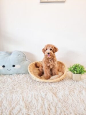 Toy Cavapoo F