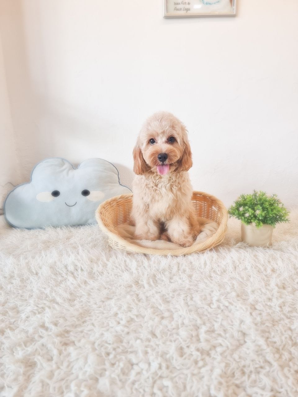 Cavapoo F