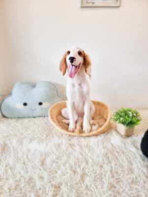 Cockapoo M