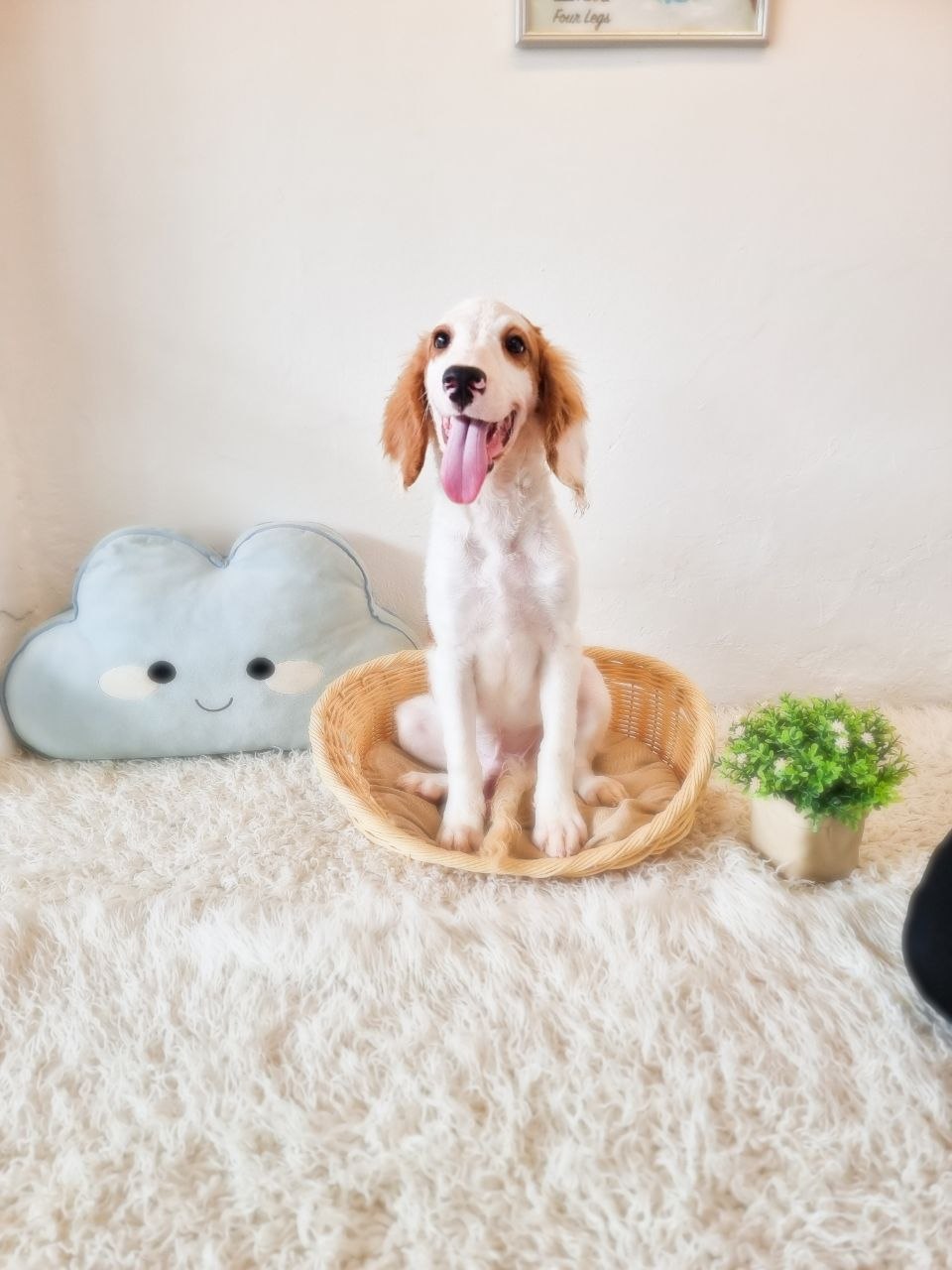 Cockapoo M