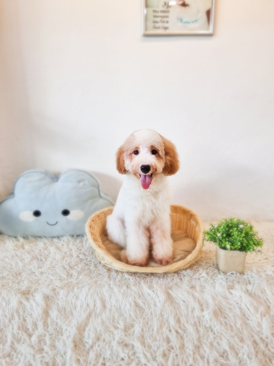 Cockapoo M&F