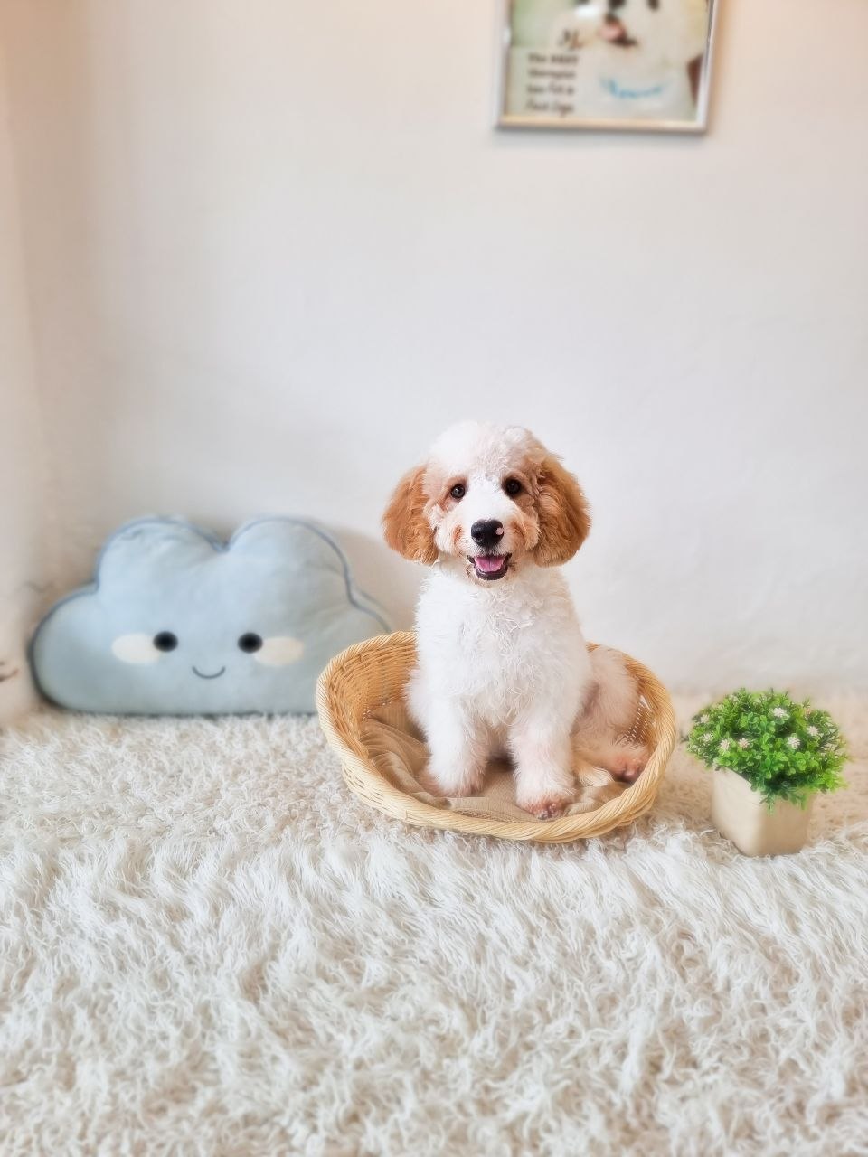 Cockapoo M&F - Image 2