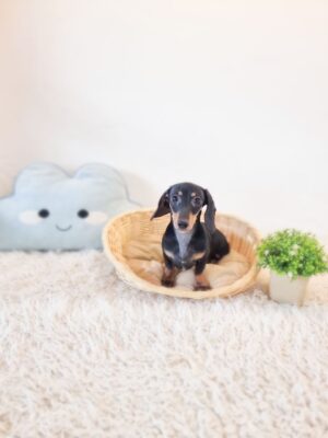 Short Hair Mini Dachshund M&F