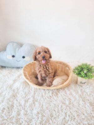 Mini Goldendoodle