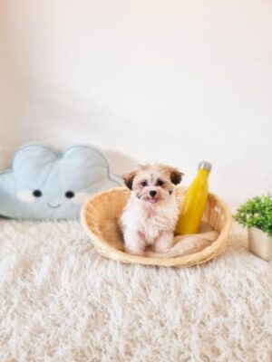 Tiny Malshi