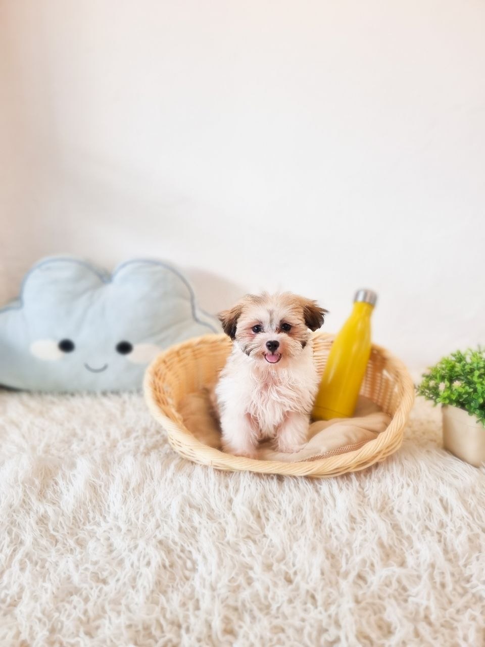 Tiny Malshi