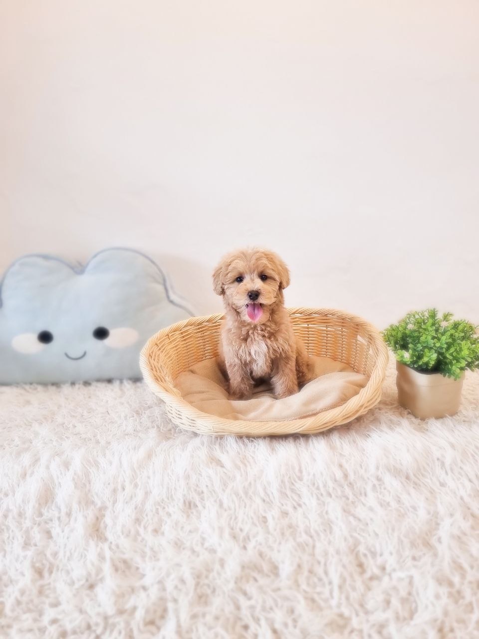 Mini Goldendoodle