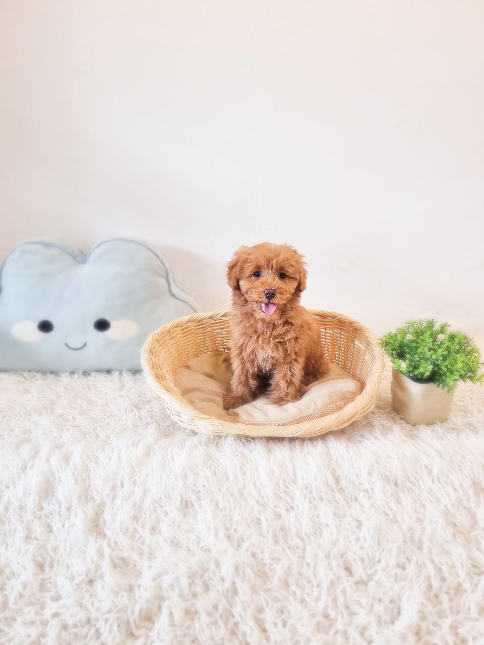 Mini Goldendoodle - Image 2