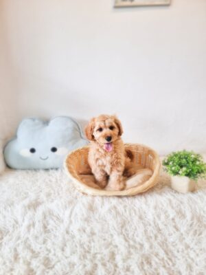 Mini Goldendoodle
